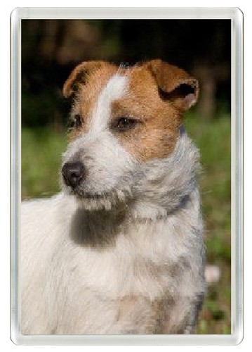 Jack russell terrier dog - terrier,