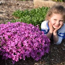 4 x Phlox 'Magenta Sprite'