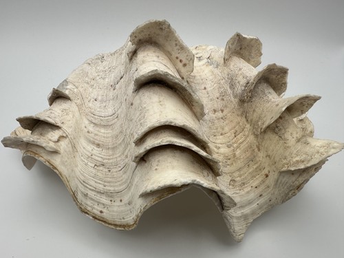 Natural giant clam shell - giant,