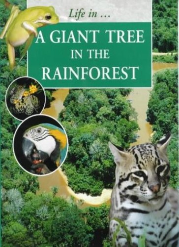Giant tree the rainforest - tree, in