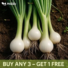 Onion White Lisbon Bunching