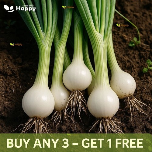 Onion white lisbon - white, bunching