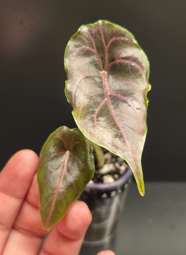 Alocasia azlanii - alocasia,