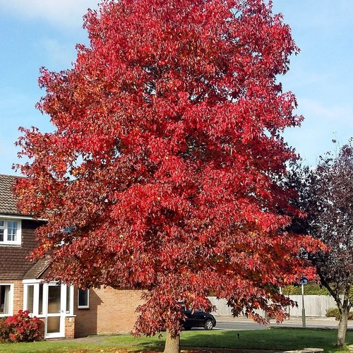 Sweet gum tree outdoor - sweet,