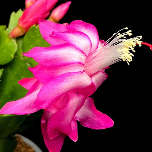Pink thanksgiving cactus - |, |