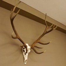 Red Deer Antlers. 14 Point