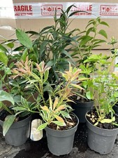 5X MIXED EVERGREEN GARDEN SHRUBS || VERY HEALTHY 9cm POTTED PLANTS , VERY CHEAP