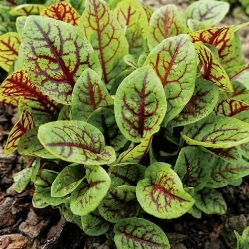 Red veined sorrel plant - veined,