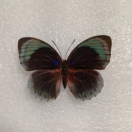 Agrias hewitsonius butterfly - agrias,