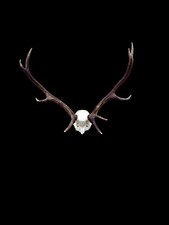 Red deer stag  taxidermy