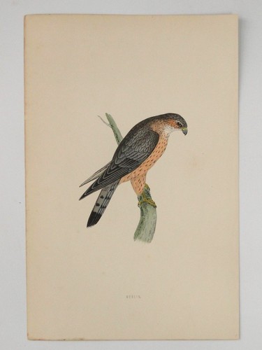 Merlin british bird - british, o
