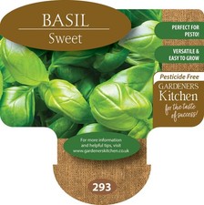 Basil Plants - 'Sweet' - 6 X