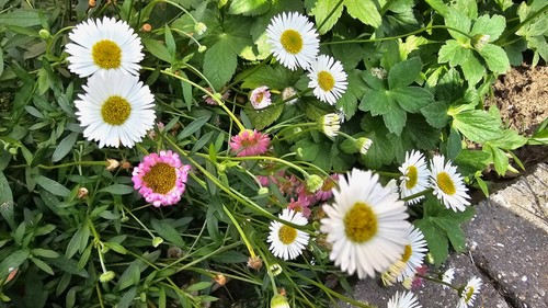 Beautiful erigeron - beautiful,