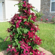 100pcs/bag Clematis Flower