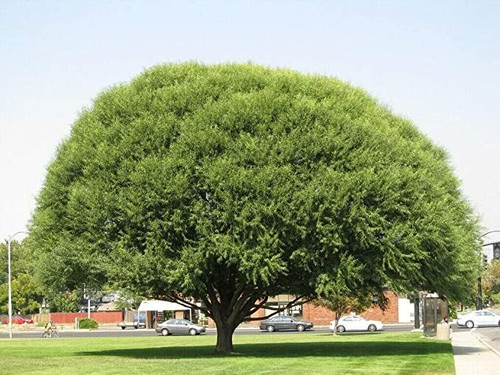 Globe willows fast cheap - fast,