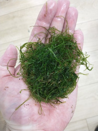 Java moss aquarium plant - moss,