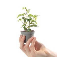 Baby Weeping Fig Plant Ficus Benjamina Natasja Small Indoor Houseplant 6cm Pot