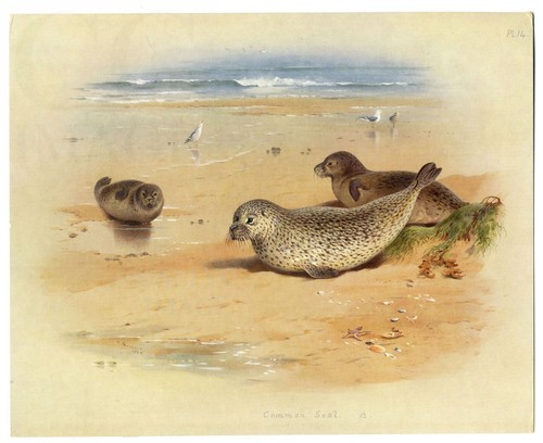 1920 antique print - print, common