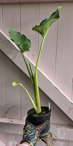 Zantedeschia hercules white - zantedeschia,