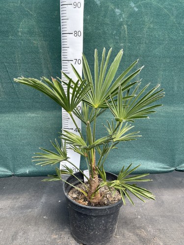 Trachycarpus wagnerianus - , 7
