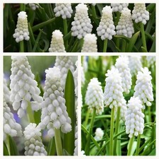 Muscari Siberian Tiger Flower