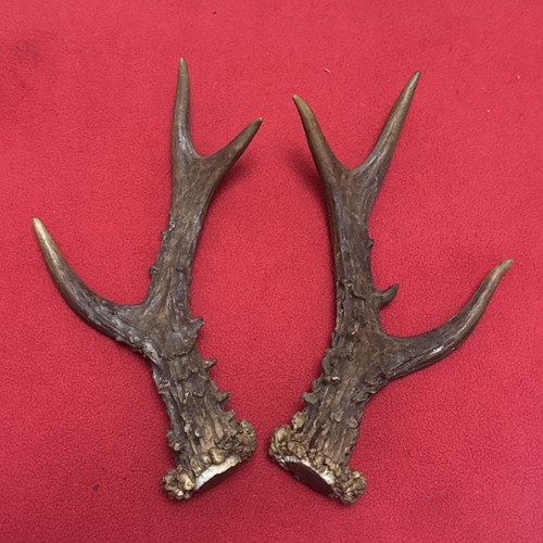 Pair roe deer - pair, of