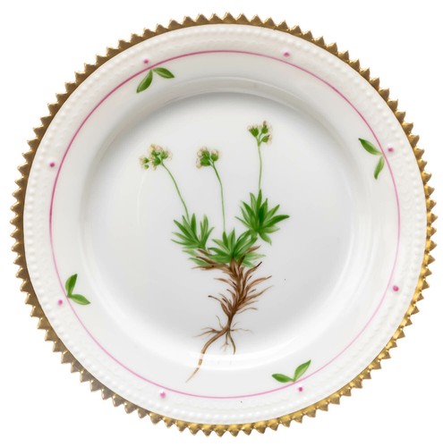 Bread plate draba wahlenbergü - bread,