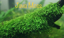 *BUY 2 GET 1 FREE* Java Moss