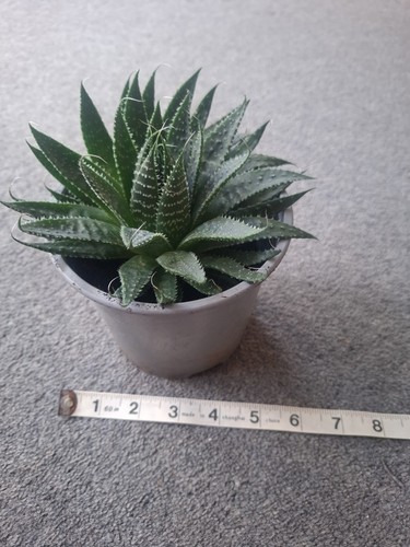 Indoor plant aloe vera - indoor,