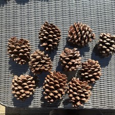 Giant Large Real Fir Cones
