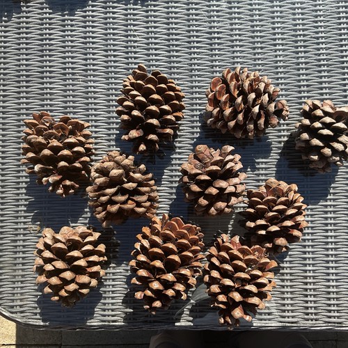 Giant large real fir cones - real,