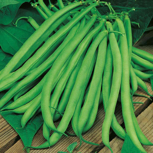 Climbing french bean blue - 6x,