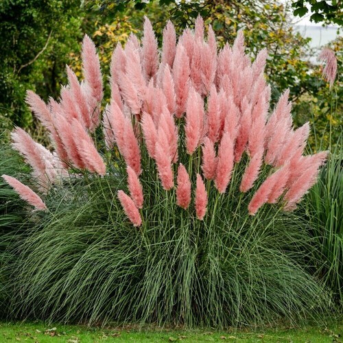 Plug plants pink pampas - x,