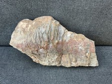 Fossil Crinoid Head