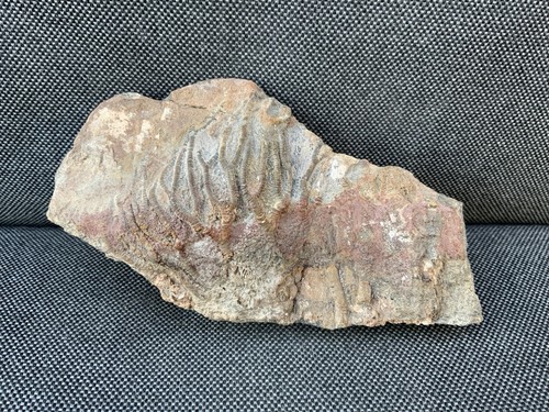 Fossil crinoid head - crinoid,