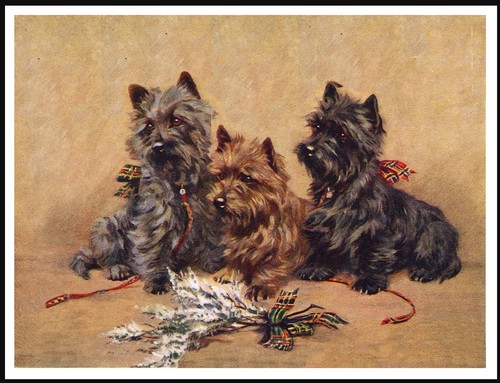 Cairn terrier dogs - cairn,