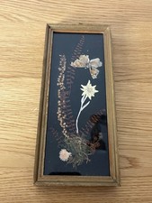 Vintage Pressed Dried Flowers