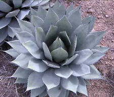 Agave Parryi ssp Parryi - 10