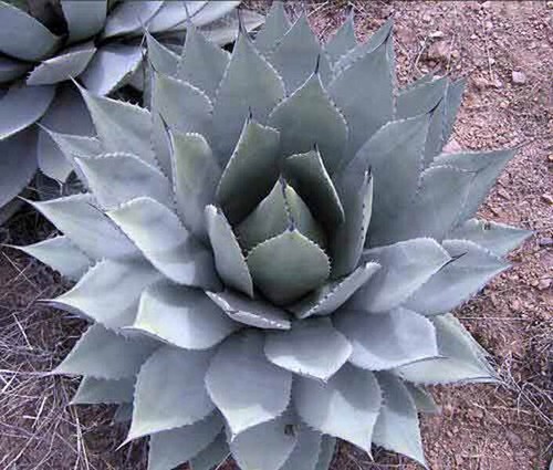 Agave parryi ssp - parryi, 10