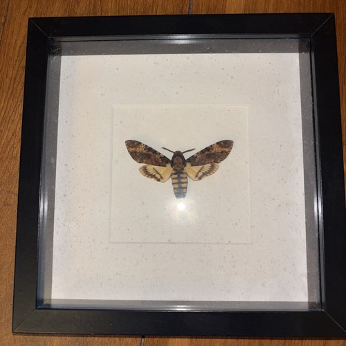 Death head hawk moth - in, box