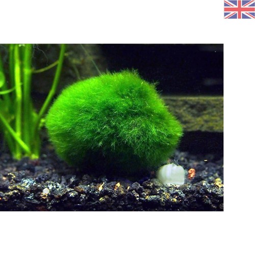 Giant marimo moss balls 8 - marimo,