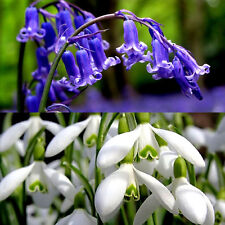 50 SNOWDROPS & 50 BLUEBELL BULBS Spring Flowering bulbs Garden plants
