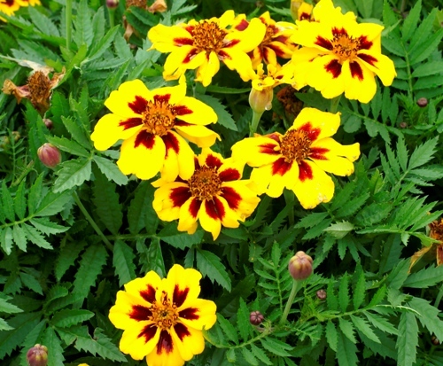 Flower marigold tagettes - flower,