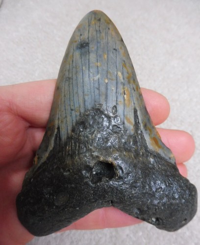 Large megalodon tooth - large, 4.224