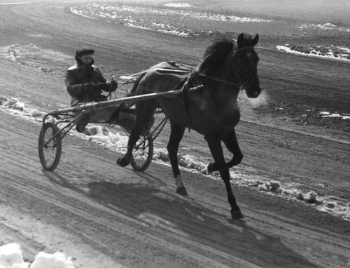 Training for sulky race - training,