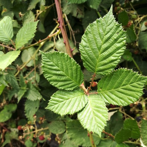 Organic bramble cuttings - organic, cuttings/