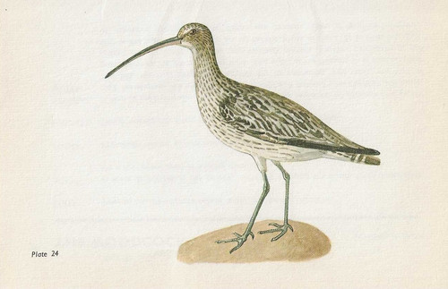 Vintage bird print - ,, book