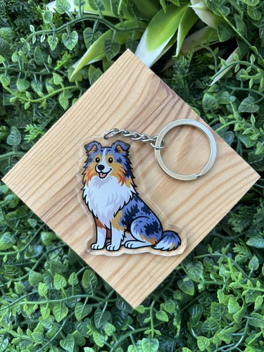 Rough collie dog shetland - rough,