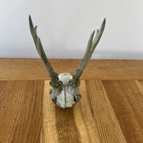 Small roe deer skull - deer,