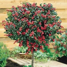 Standard Holly Trees Large x 2